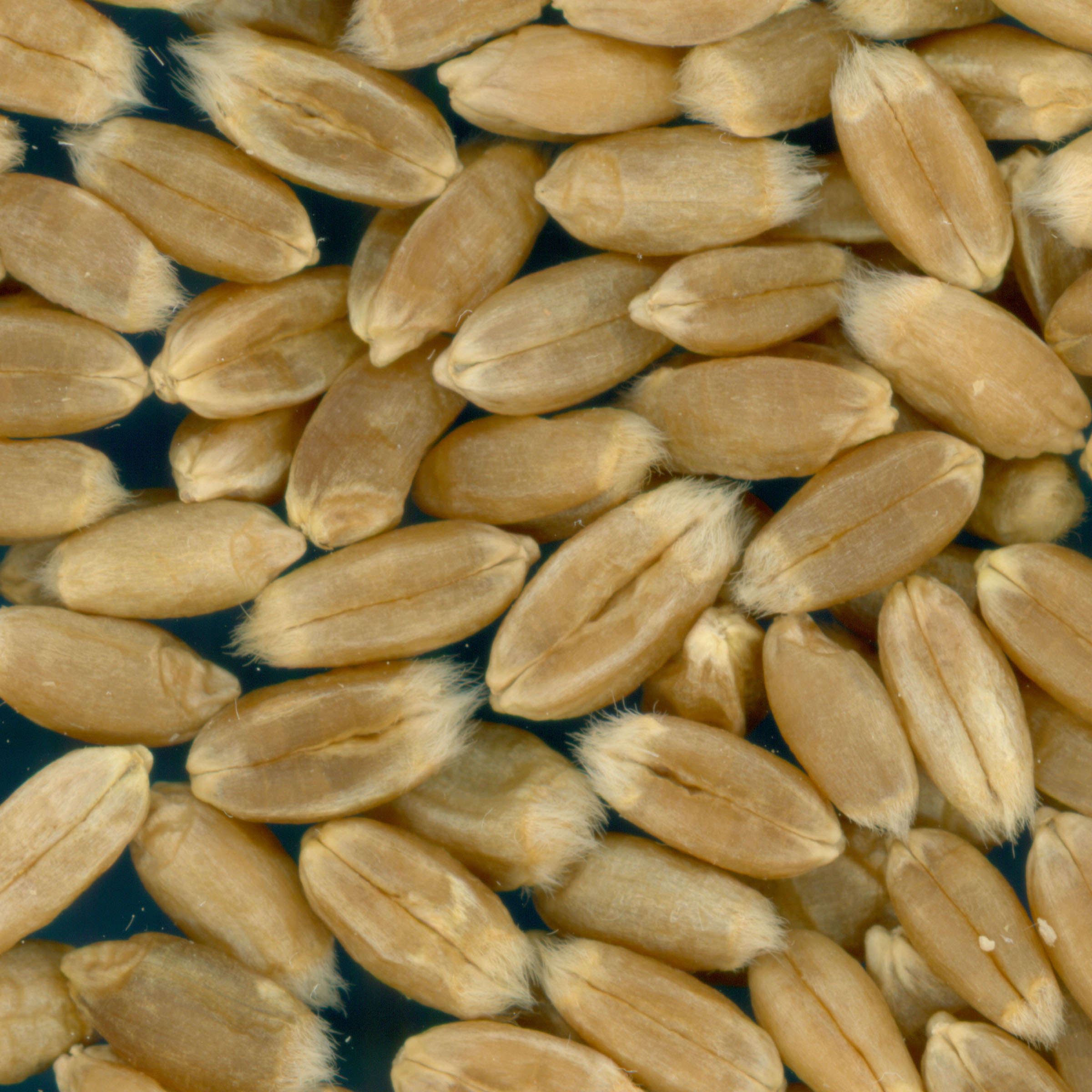 Click for 2 image(s) for this accession. KERNELS